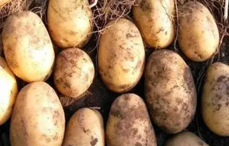 Ранняя картофель на посадку Тайфун, кг