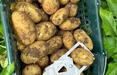 Картофель на посадку Корінна, кг