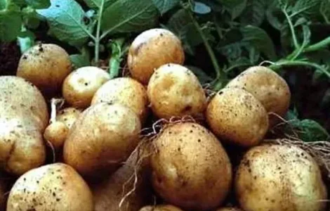 Картофель на посадку Киммерия, кг