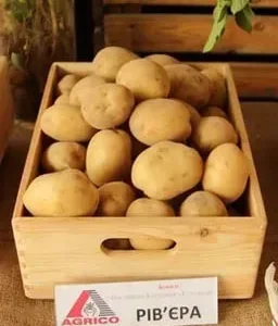 Семенной картофель Ривьера 2,5 кг (1 репродукция)