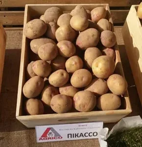 Семенной картофель Пикассо 2,5 кг (1 репродукция)