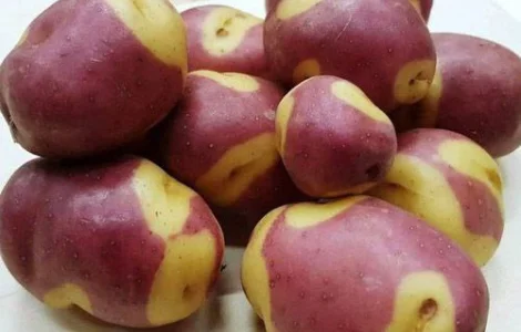 Насіннєва середньорання картопля на посадку