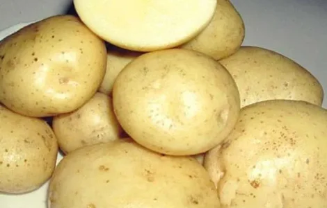 Продам картофель на посадку сорта Санте,Слов'янка
