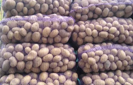 Продам картофель на посадку. Мелоди