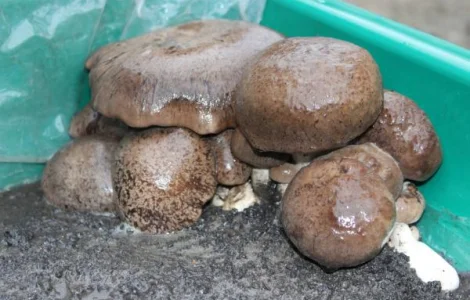 Блоки грибів Королівська вешенка