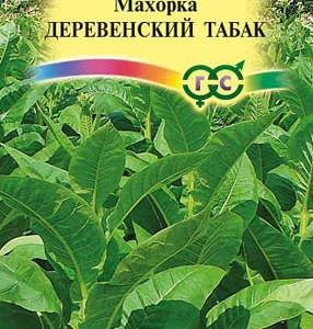 Насіння тютюну курильного Махорка Сільський