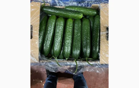 Продам огурец