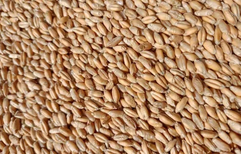 Продам зерно тритикале, овес, пшеницу, ячмень