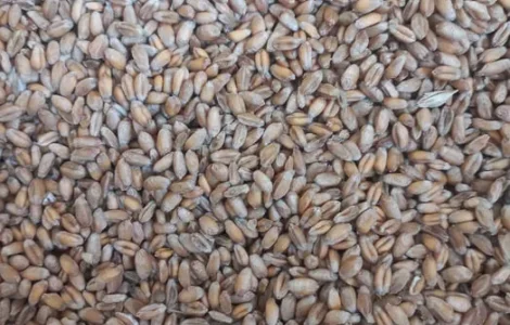 Продам зерно тритикале 20т