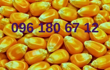 Кукуруза кормовая урожай 2025