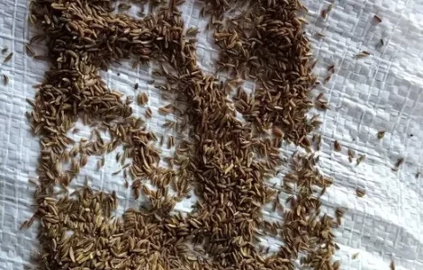 Кмин (ТМИН) власного виробництва 1 кг