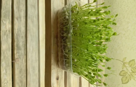 Микрозелень