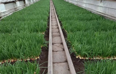 Продам зеленый лук (перо)