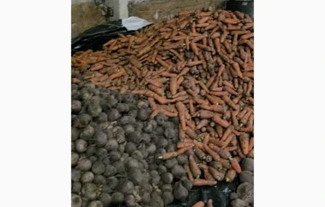 Продам свеклу