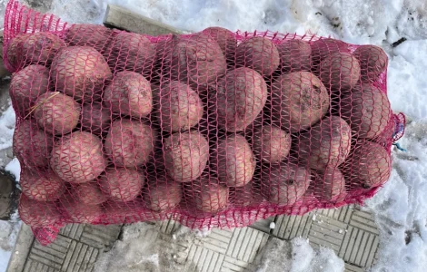 Продам свеклу