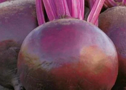 Продам Свекла столовая Пабло