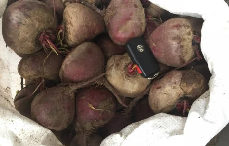 Срочно продам свеклу Детроит и другие сорта оптом