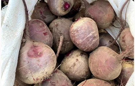 Продам свеклу