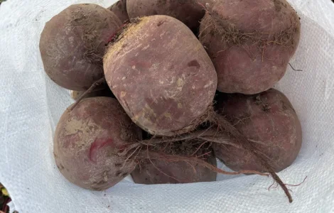 Продам большой буряк