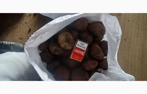 Продам Буряк :Пабло