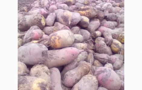 Продам кормовий буряк