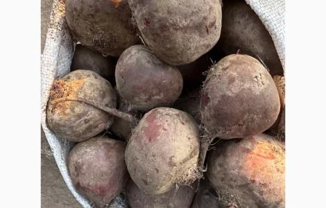 Продам Столовая свекла