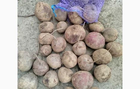 Продадим свеклу н/с и мелкую