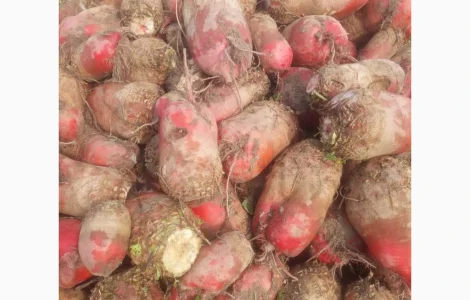 Продам кормовий буряк 60 т