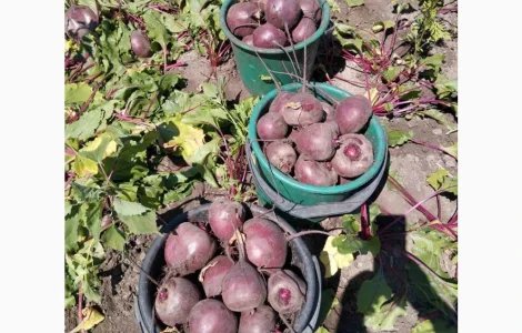 Продам свеклу Водан