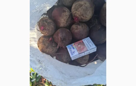 Продам свеклу оптом с поля