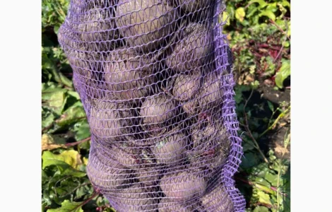 Продається буряк столовий