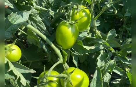 Продам зеленый помидор