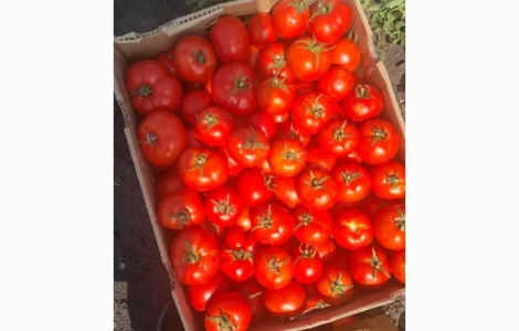Продам помідор оптом