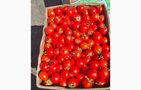 Продам помидор Асвон оптом с поля
