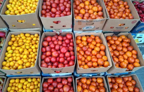 Продам крупний червоний помідор