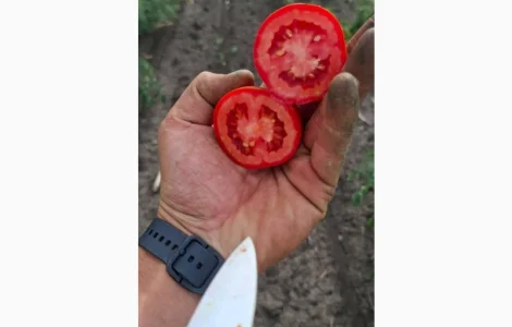 Продам помідор