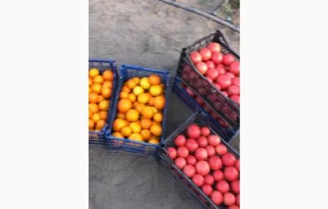 Продам томаты