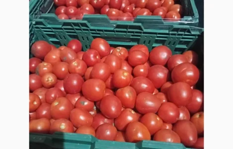 Продам помідор