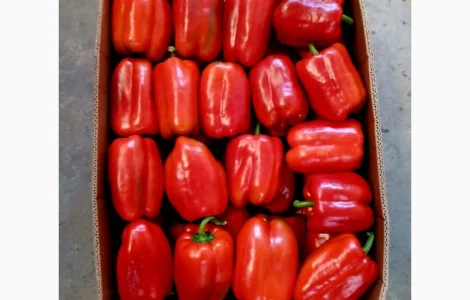 Продам перець