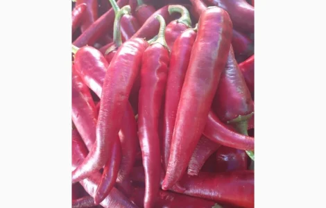 Продам перец горький