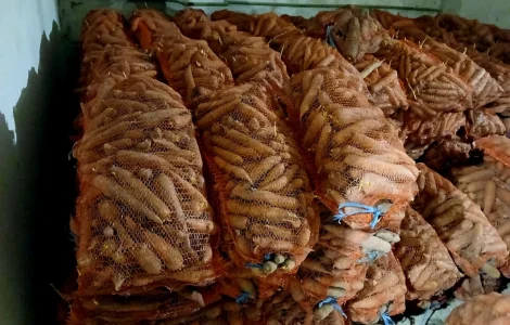Продаем морковь