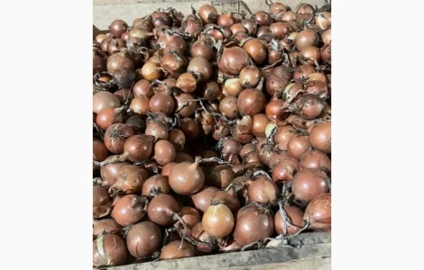 Продам товарну якісну цибулю