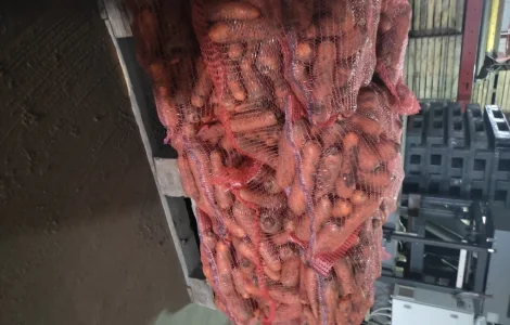 Продам морковь