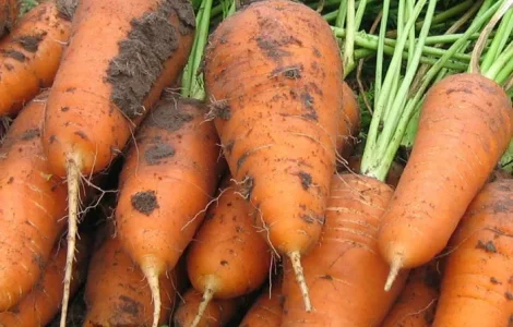 Продам морковь оптом