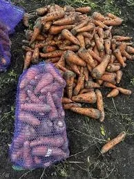 Морква домашня продам