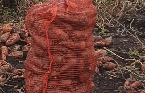 Пропоную органічну моркву