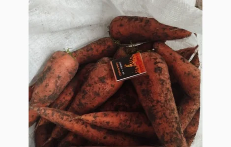 Продам морковь оптом