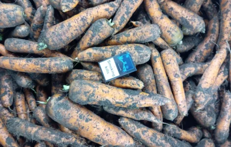 Продам морковь хорошего качества 4.5 грн