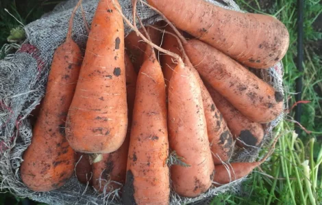 Продам домашнюю морковь
