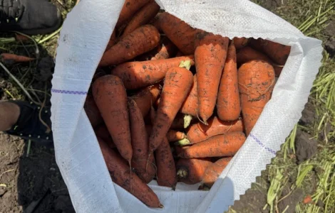 Продам товарную морковь